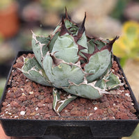 A hand is holding a potted cactus plant with a textured, spiky green surface.