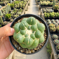 Rare Cactus - Coryphantha Elephantidens cv. Inermis 3", Live Plants