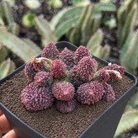 Rare Succulents - Adromischus Herrei