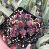 Rare Succulents - Adromischus Herrei