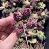 Rare Succulents - Adromischus herrei