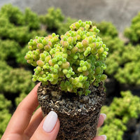 Drosanthemum Globosum Cluster 2", Rare Caudex
