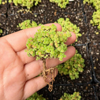 Drosanthemum Globosum Cluster 2", Rare Caudex