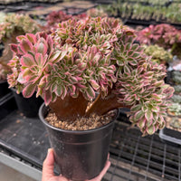 Rare Succulents, Aeonium Variegated Pink Witch Crested, Live Plant, Grower’s Choice