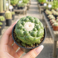 Rare Cactus - Coryphantha Elephantidens cv. Inermis 3", Live Plants