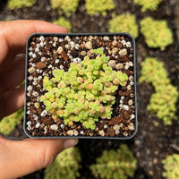 Drosanthemum Globosum Cluster 2", Rare Caudex