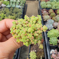 Drosanthemum Globosum Cluster 2", Rare Caudex