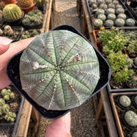A person's hands holding a small cactus plant in a black pot, with a variety of other cacti and succulents visible in the background.
