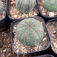 several potted cacti with a distinctive green and brown color pattern, arranged in a row.