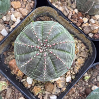 A close-up image of a cactus plant with a distinctive star-shaped growth pattern, surrounded by rocks and pebbles.