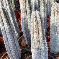 a collection of potted cacti with a variety of sizes and shapes, arranged in a row.