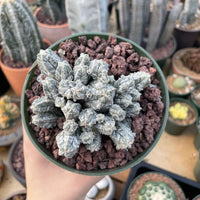 A hand is holding a green pot containing a cactus plant with small, white, spiny leaves. The pot is surrounded by various other potted plants, creating a diverse and lush display of cacti and succulents.