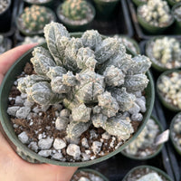 A hand is holding a potted cactus plant with a mix of white and green spines, surrounded by other potted cacti in the background.
