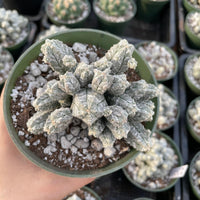 A hand is holding a potted cactus plant with a mix of green and white leaves, surrounded by other potted cacti in the background.