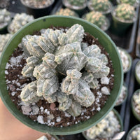 A hand is holding a green pot containing a group of small, fuzzy cacti or succulents.