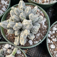 several potted cacti with a mix of white and green hues, arranged on a black grid background.