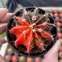 A person's hands holding a potted cactus with vibrant red and orange flowers, surrounded by other potted cacti in the background.
