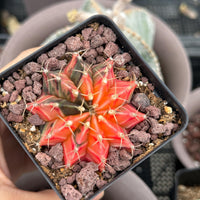 A hand is holding a potted cactus with a vibrant red and green color pattern, surrounded by small rocks.