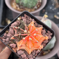 A hand is holding a small cactus plant in a black pot, which has a vibrant orange and green coloration. The pot is placed on a bed of small rocks.