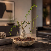 A small bonsai tree with green leaves is displayed in a bowl on a table, surrounded by other decorative items.