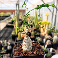 A small potted plant with green leaves and a white, textured stem is displayed in a greenhouse setting, surrounded by other potted plants.