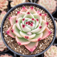 A close-up image of a succulent plant with a pink and green color scheme, featuring a large, intricate flower-like structure with red accents.