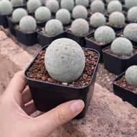 A hand is holding a small cactus plant in a black pot, with several similar cacti plants visible in the background.