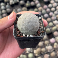 A hand is holding a small cactus plant in a black pot, with a blurred background of other cacti.