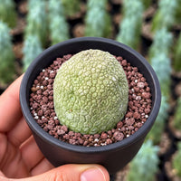 A hand is holding a small green cactus plant in a black pot filled with soil and rocks.