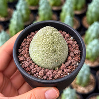 A hand is holding a small cactus plant in a black pot with a textured surface and brown gravel.