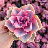 A hand is holding a vibrant pink succulent flower with delicate petals, set against a background of more succulents.