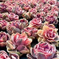 The image is a close-up of a large number of pink and yellow succulent plants arranged in rows, creating a visually striking and vibrant display.