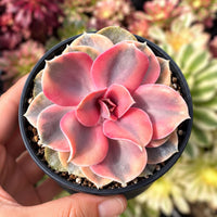 A hand is holding a small potted succulent plant with pink and green leaves.