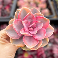 A hand is holding a vibrant pink succulent flower with multiple layers of petals.