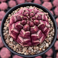 A close-up image of a cactus plant in a black pot, surrounded by small rocks.