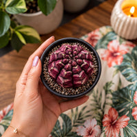 A hand holding a small cactus plant in a black pot, with a floral patterned cloth in the background.