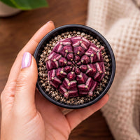 A hand holding a small black bowl containing a cactus plant with a purple and red patterned surface.