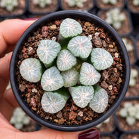 A hand holding a black pot containing a collection of small, green succulent plants with white, star-shaped leaves.