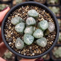 A hand holding a small potted succulent plant with green, spiky leaves.