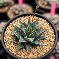 A potted succulent plant with a green, spiky appearance and a small flower blooming at the top.