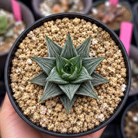 A hand is holding a small potted succulent plant with a star-shaped growth pattern.