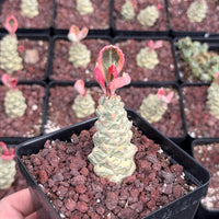 a close-up of a potted succulent plant with a unique, multi-layered growth pattern. The plant is surrounded by other similar potted plants, creating a visually appealing display.