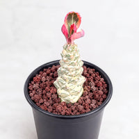 A potted succulent plant with a unique, multi-layered growth pattern, featuring a vibrant pink and green leaf.