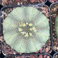 a close-up view of a cactus plant with a large, round, green leaf and small white flowers. The plant is placed in a black tray filled with small rocks.