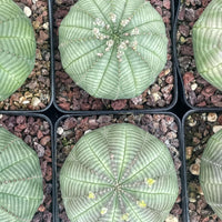 several potted cacti with unique, textured green leaves arranged in a grid-like pattern.