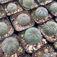 several small cacti or succulents in black pots, arranged in a grid-like pattern. The cacti have a textured, spiny appearance and are placed on a bed of small rocks and pebbles.