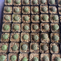 a collection of small cacti or succulents arranged in rows and columns, each in a black pot with a sandy or rocky soil bed.