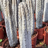a collection of cacti in various stages of growth, with some appearing to be young and others more mature. The cacti are housed in red pots, which contrast with the natural, spiny appearance of the plants. The background is blurred, drawing focus to the cacti in the foreground.