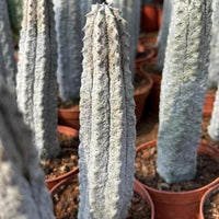 a collection of cacti in various stages of growth, with some appearing to be in the process of flowering. The cacti are housed in red pots, which contrast with the natural, spiny appearance of the plants. The image is a close-up view of the cacti, highlighting their unique textures and patterns.