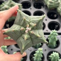 A hand is holding a cactus plant with a star-shaped growth, surrounded by more cacti in the background.